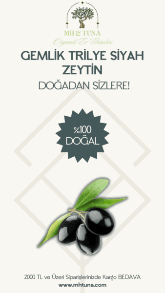 GEMLİK TRİLYE SİYAH ZEYTİN